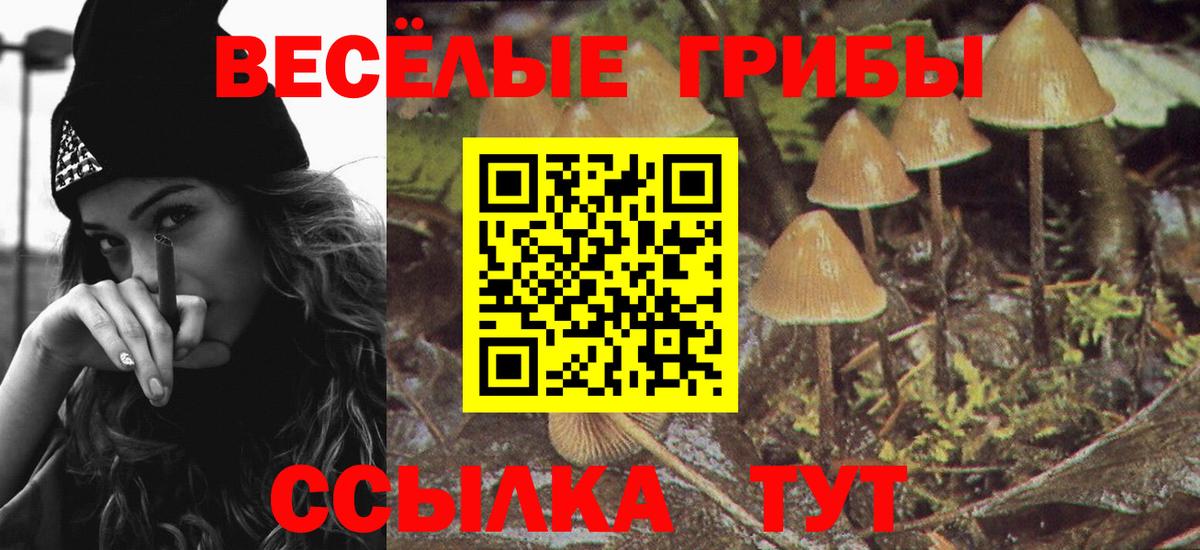 Псилоцибиновые грибы Psilocybine cubensis  Долгопрудный  Псилоцибиновые грибы Cubensis 